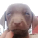 perropndj