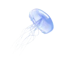 0_bluejellyfish