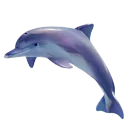 01_dolphin
