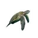 01_turtle