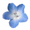 0_tropical_blue_flower
