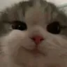 catsmirk