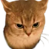 angrycat