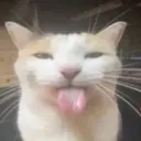 avlr_catbleh