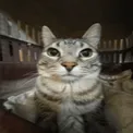 154597catstare2
