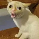 525360pedscat