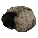 rotundstella