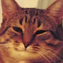 aightcat aightcat