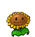 girasol