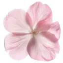 flower_pink