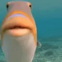 fishsillyfish