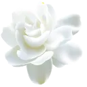 white_flower