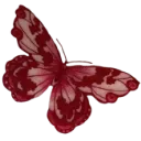 lrdbutterfly