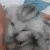 Cat_Stressed