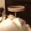 CatAttackWrrr