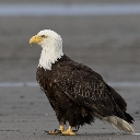 EagleOne custom emote - Eagle Community
