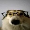 dogglasses