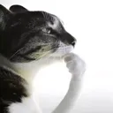C_thinkingcat C_thinkingcat
