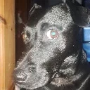 dug