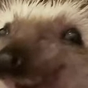 5bith_haha custom emote - #~ 𝐄𝐦𝐩𝐢𝐫𝐞 𝐖𝐞𝐬𝐭 𝟏𝟖𝟕