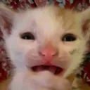 wtfff_kitty