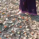 riya_apa