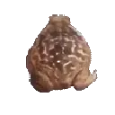 Thefrog2