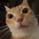 what_cat what_cat