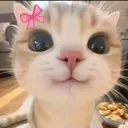 :cute_cat: