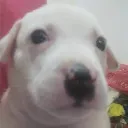 perroquewe