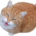 catmeow