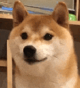 SR_shibateeth animated Discord emote | Shadowrift