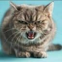 seethingcat_nld custom emote | Witherers