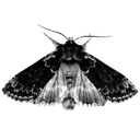 b_moth