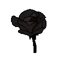 b_rose