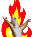 squirrel