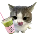 cat_licking_matcha