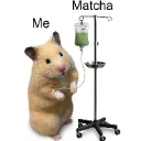 hamster_matcha