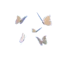 c_butterfly