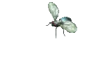 c_firefly
