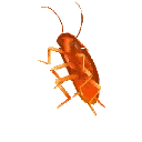 dancing_roach