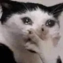 BT_Cry