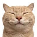meowo