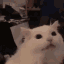 CatAhh