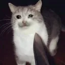 what_did_i_do