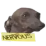 nervousdog