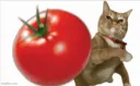 tomatazo