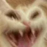 rarrrrr