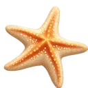 mywogstarfish