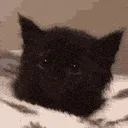 catflatears